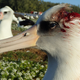 Imagen para el artículo titulado Los ratones comunes han comenzado a atacar a los albatros de esta isla para beber su sangre